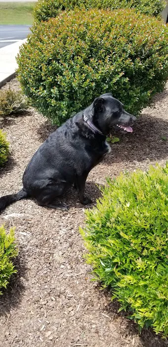 Companion Animal Hospital Picture 5