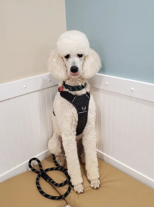 Companion Animal Hospital Picture 6