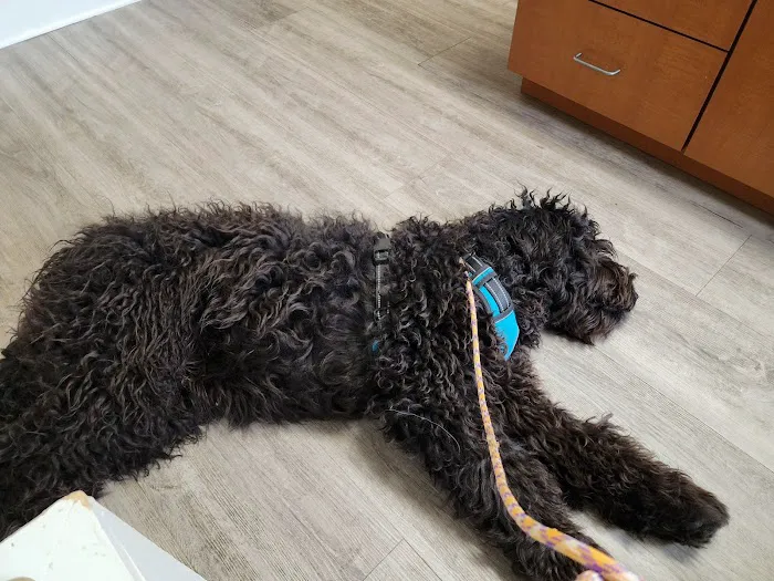 Companion Animal Hospital Picture 8