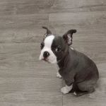 Companion Animal Hospital