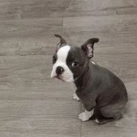 Companion Animal Hospital ico