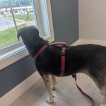 Cherry Point Animal Hospital