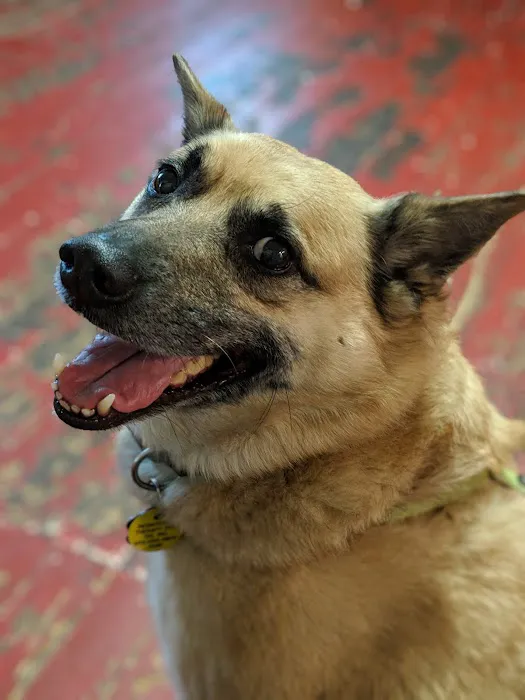 Cherry Point Animal Hospital Picture 6