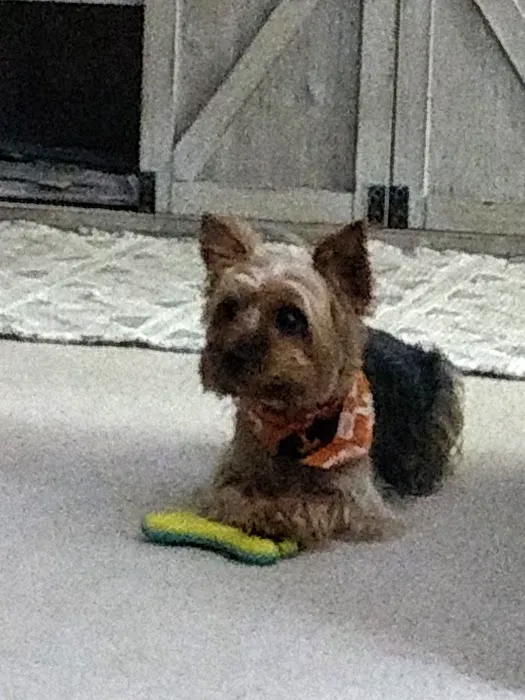 Cherry Point Animal Hospital Picture 2