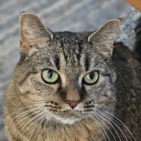Colonial Heights Animal Hospital ico