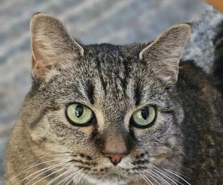 Colonial Heights Animal Hospital