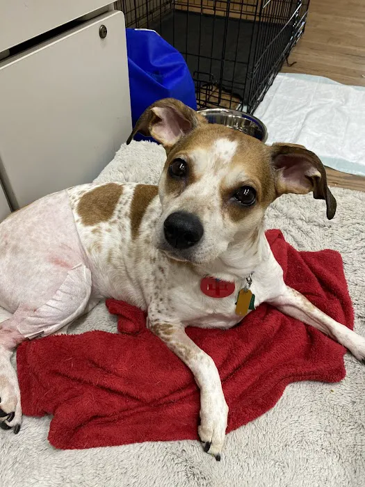 Colonial Heights Animal Hospital Picture 4
