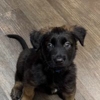 East Tennessee Veterinary Hospital @ Gray ico