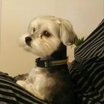 Fort Henry Animal Hospital