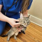 Robinson Animal Hospital:
