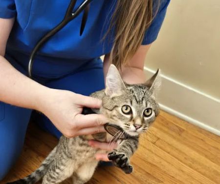 Robinson Animal Hospital:
