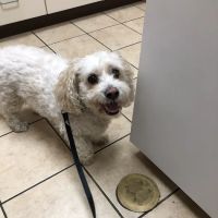 Andes-Straley Veterinary Hospital ico