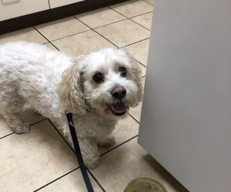 Andes-Straley Veterinary Hospital