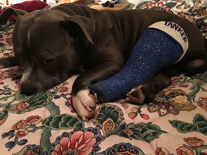 Ferguson Animal Hospital Picture 1