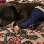 Ferguson Animal Hospital