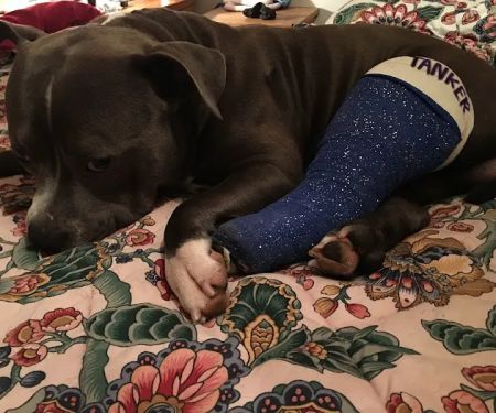 Ferguson Animal Hospital