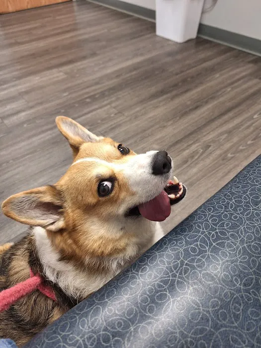 Ferguson Animal Hospital Picture 2
