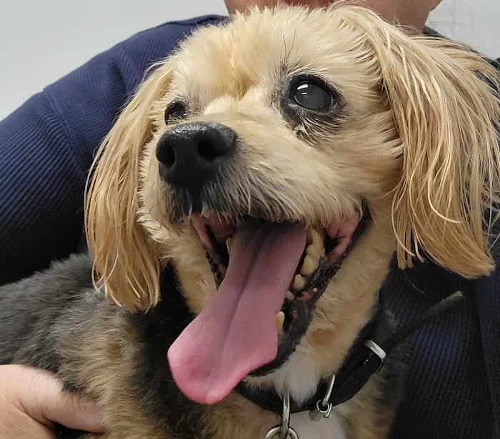 Ferguson Animal Hospital Picture 8