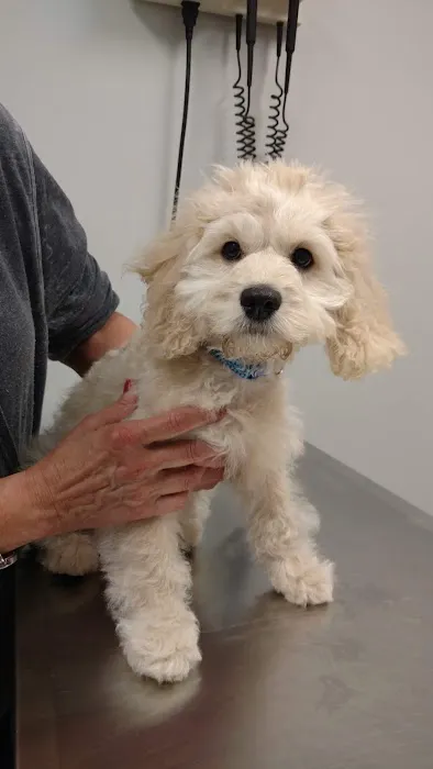 Ferguson Animal Hospital Picture 3