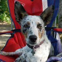 Bristol Animal Clinic ico