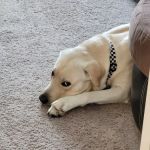 Banfield Pet Hospital