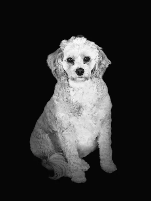 Banfield Pet Hospital Picture 3