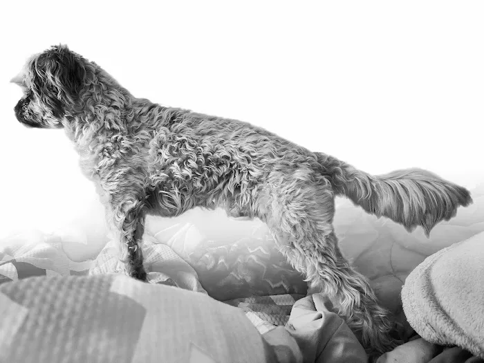 Banfield Pet Hospital Picture 1
