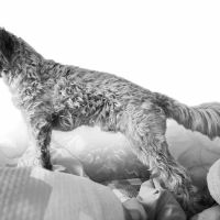 Banfield Pet Hospital ico