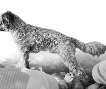 Banfield Pet Hospital