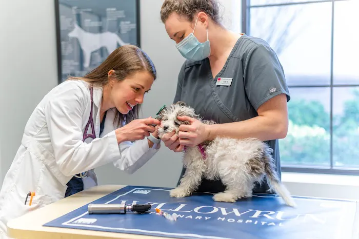 Willowrun Veterinary Hospital Picture 4