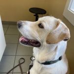 Willowrun Veterinary Hospital