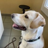 Willowrun Veterinary Hospital ico