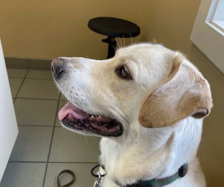 Willowrun Veterinary Hospital
