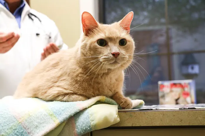 Willowrun Veterinary Hospital Picture 5