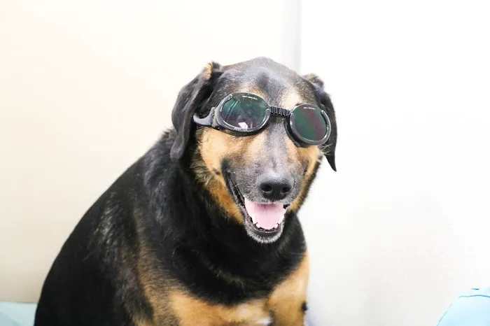 Willowrun Veterinary Hospital Picture 7