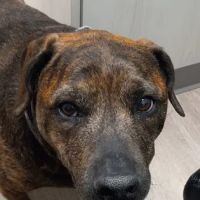 Capps Veterinary Clinic ico