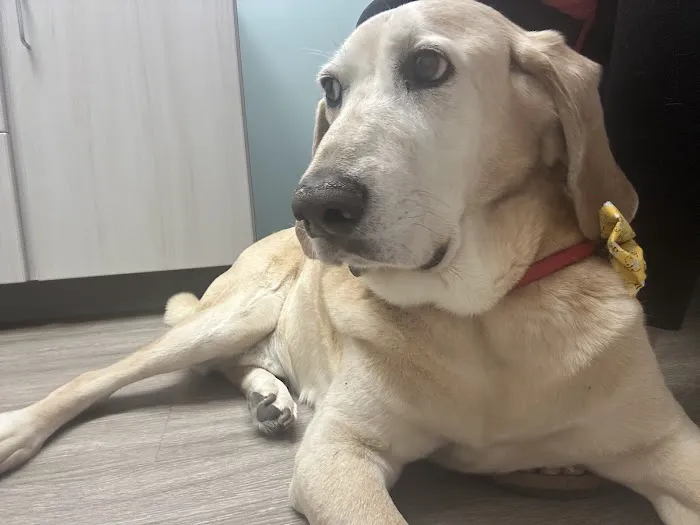 Capps Veterinary Clinic Picture 7