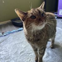 Quality Care Animal Hospital ico