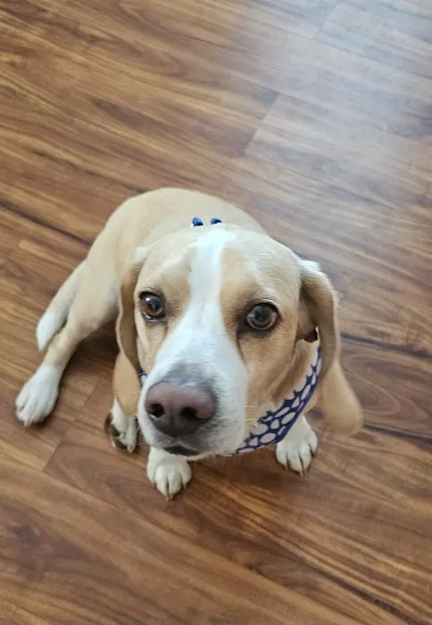 Quality Care Animal Hospital Picture 7