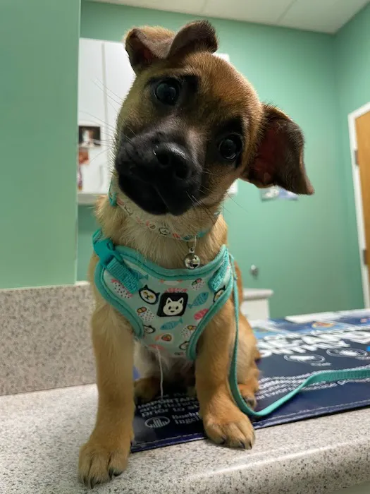 Carolina Crossing Veterinary Clinic Picture 5