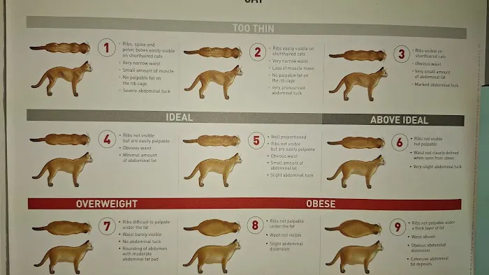 Animal Hospital of Emporia Picture 6