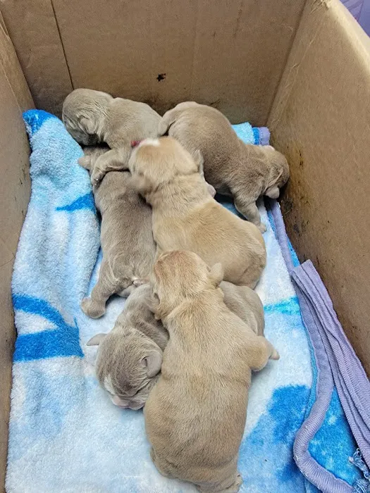 Animal Hospital of Emporia Picture 10