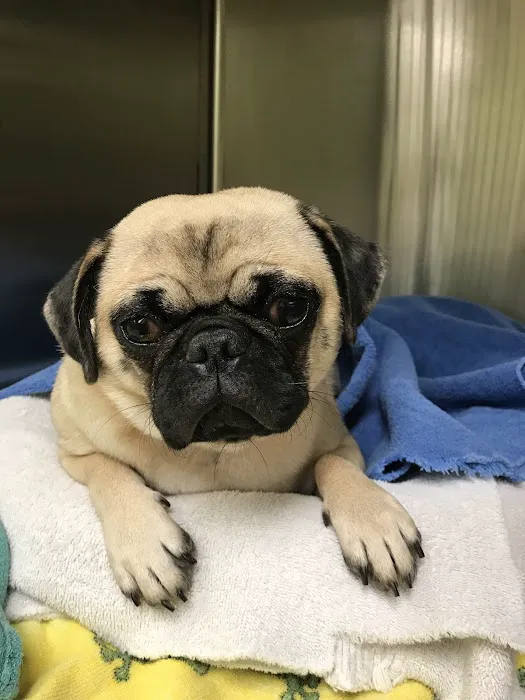 Blackstone Animal Clinic LLC Picture 5
