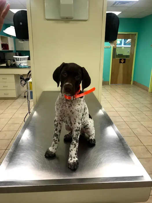 Blackstone Animal Clinic LLC Picture 4