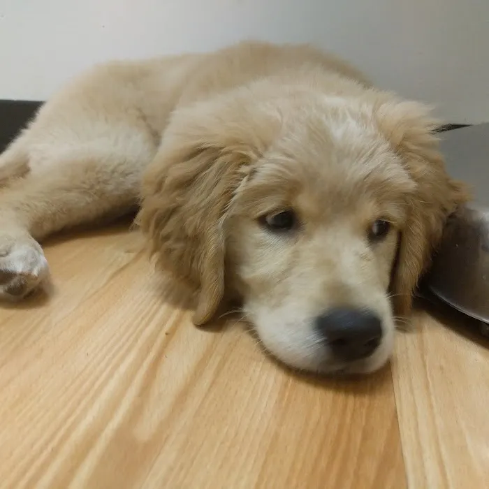 Lake Wheeler Veterinary Hospital Picture 1