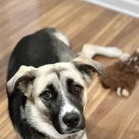 Saving Lives Spay Neuter Clinic ico