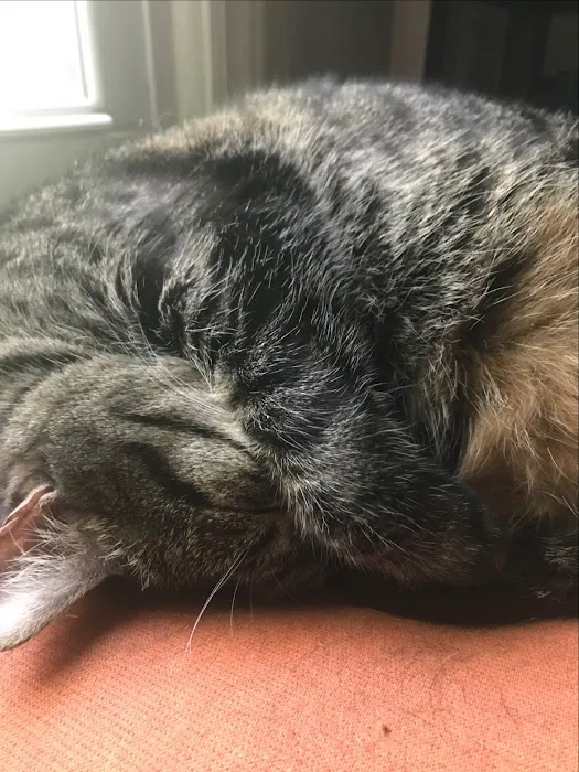Garner Animal Hospital Picture 9