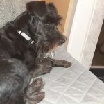 Brookwood Veterinary Clinic