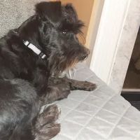 Brookwood Veterinary Clinic ico