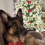 Banfield Pet Hospital